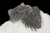 Coltraneia Trilobite Fossil - Huge Faceted Eyes #125241-3